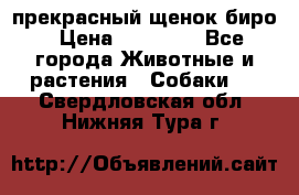 прекрасный щенок биро › Цена ­ 20 000 - Все города Животные и растения » Собаки   . Свердловская обл.,Нижняя Тура г.